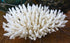 acropora finger coral